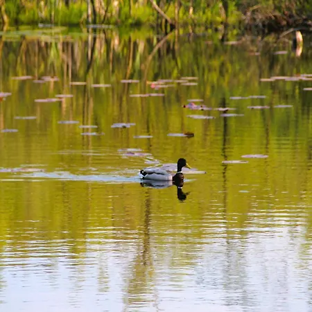 펜션 Home, 쿠크제보